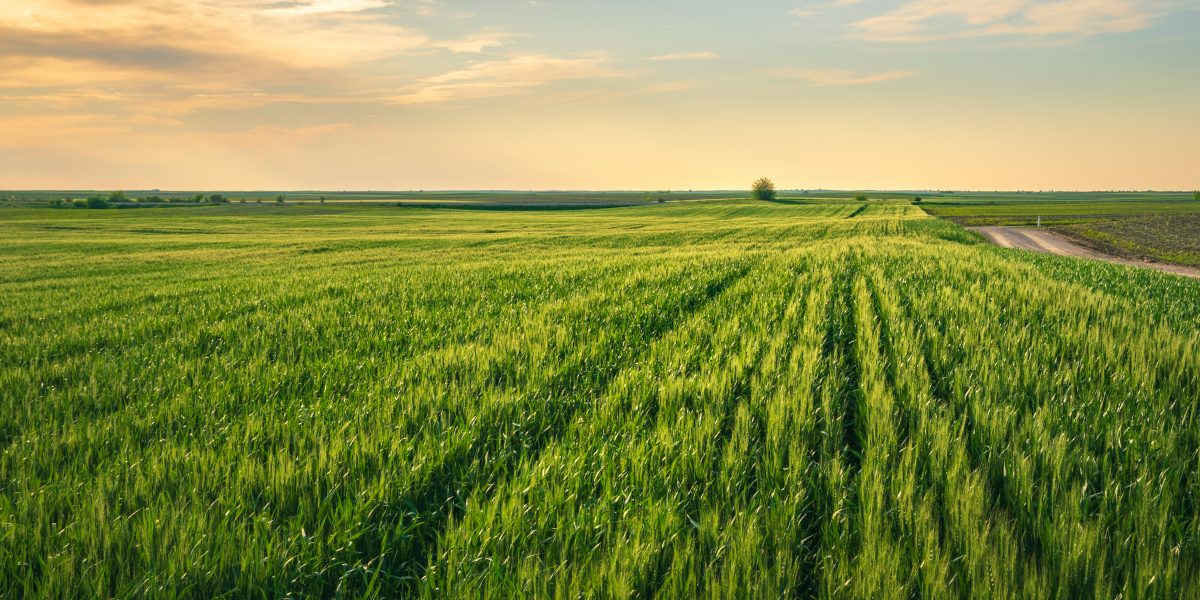 Beautiful,Green,Wheat,Field,In,Countryside,Photographed,In,Golden,Hour.
