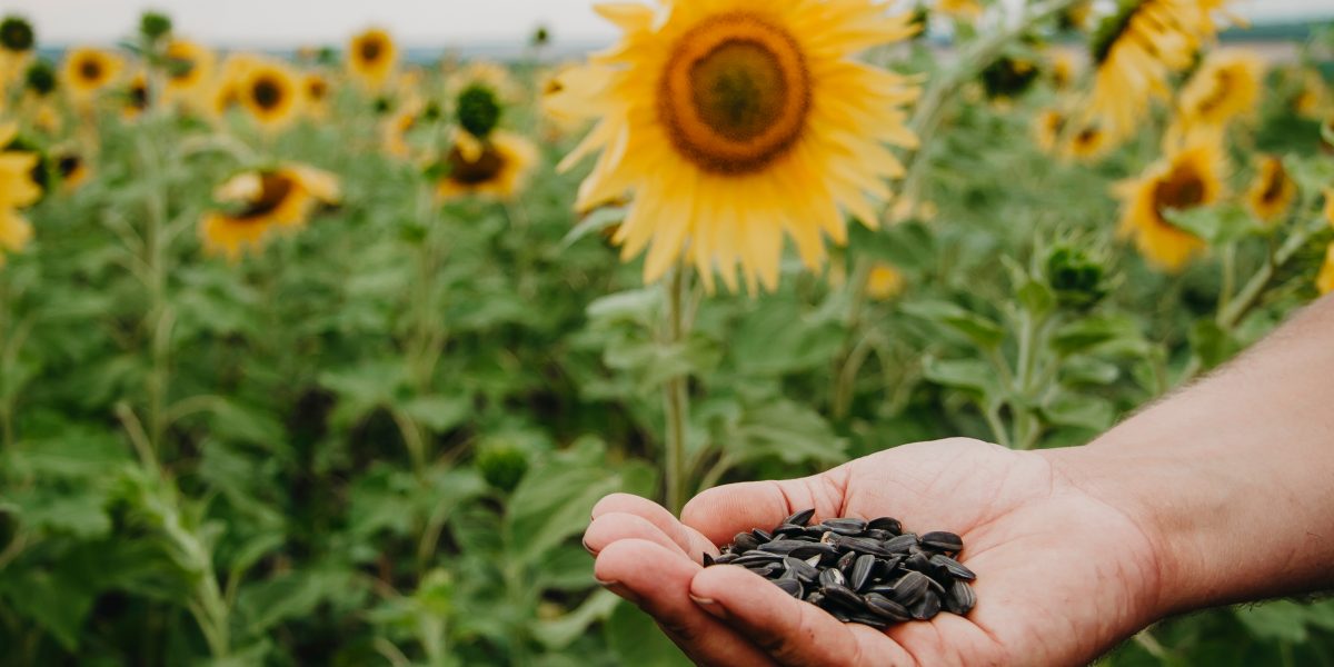 Sunflower,Seeds,In,Hand,Close,Up,Against,The,Background,Of