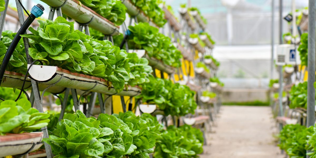 Vertical,Urban,Farming,Technology,In,Singapore